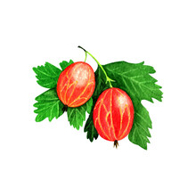 Watercolor Illustration Of Two Gooseberry With Green Leaf.Isolated On White Background. Can Be Used As Poster,pattern For Embroidery,greeting Card,sticker,print On Textile And Other Souvenir Products.