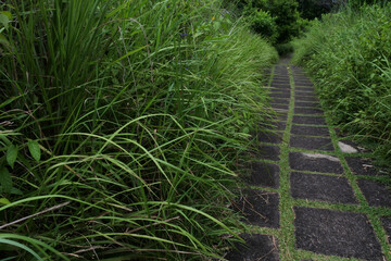 The grasses by a trail through the forest