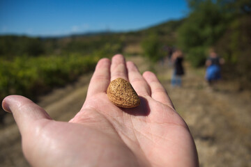 Wall Mural - Fresh almond in farm 