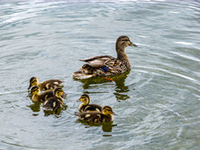 Mama Duck And Baby Ducks