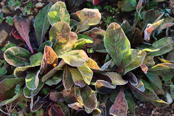 Wall Mural - Frost on italian green and red radicchio cultivation on winter. Salad plants in the winter garden at dawn