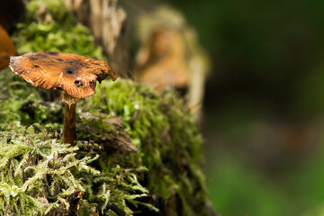 Wall Mural - A selective focus shot of mushrooms grown on a tree trunk in the forest