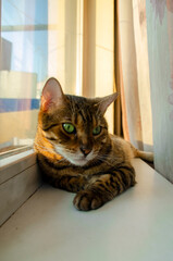 Wall Mural - Bengal cat lies on the window