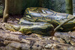 The reticulated python (Malayopython reticulatus) is a species of snake in the family Pythonidae. The species is native to South Asia and Southeast Asia. It is the world's longest snake.