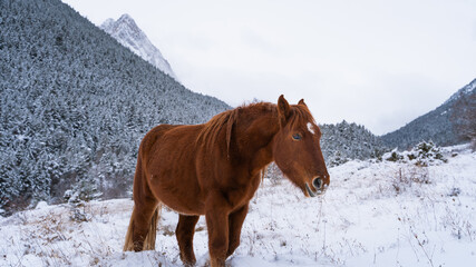 Poster - A  shot of a cute red horse near a winter forest