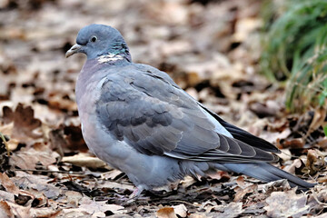 Wall Mural - Wild Pidgeon