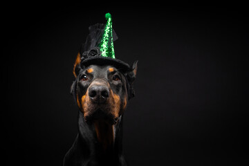 Portrait of a Doberman dog in a headdress. Carnival or Halloween.