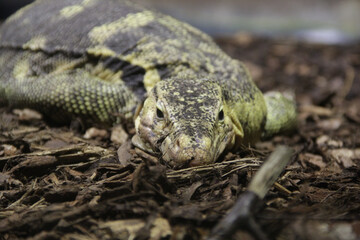 Poster - A shot of a dangerous snake in a blurry background