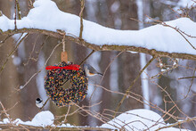 Chickadee And Titmouse Birds Perched On Bird Seed Wreath In Forest On Snowy Tree Branch