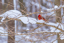 Red Northern Cardinal Bird Perched On Snowy Tree Branch In Forest In Winter