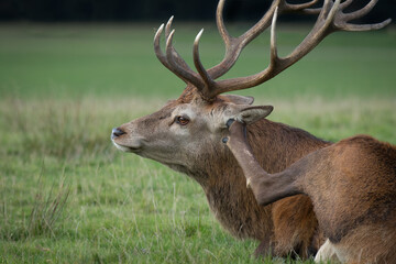 Poster - A fun shot of a red deer stag lying down and scratching his ear with his hoof