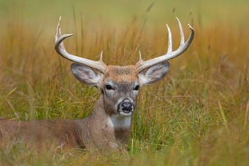 Wall Mural - White-tailed deer buck with huge antlers resting in the grass during the rut in autumn in Canada