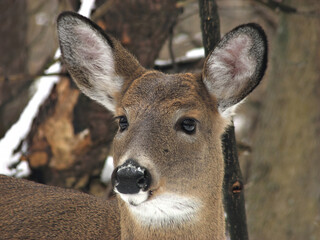 Poster - Beautiful white-tailed deer female in the winter snow in Canada