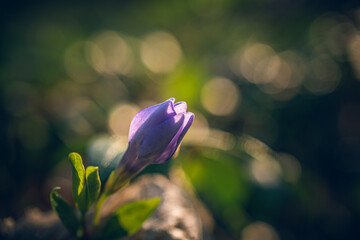 wild flowers