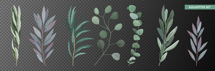 Realistic Eucalyptus Set