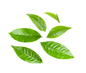 Wall Mural - green tea leaves on white background