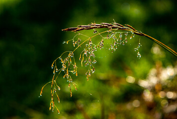 tiny waterdrops on a grass straw