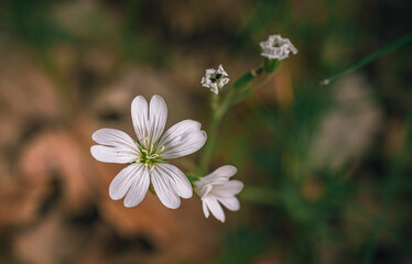 wild flowers