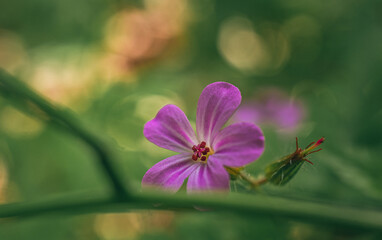 wild flowers