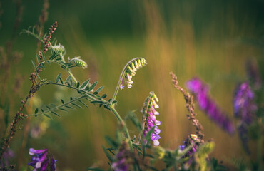 wild flowers
