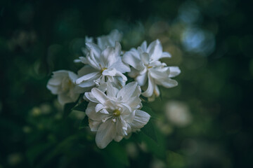 wild flowers
