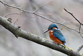 Canvas Print - Kingfisher