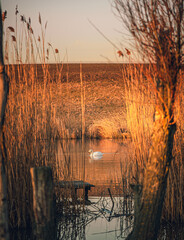 Wall Mural - Swan