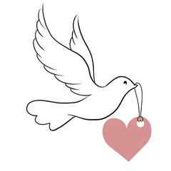 Elegant dove bird with heart. Vector illustration.