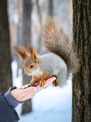 Wall Mural - Adorable squirrel in the winter forest sits on the hand and looks on the sunflower seeds