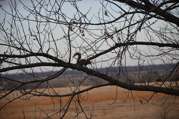 Wall Mural - Squirrel in a Tree