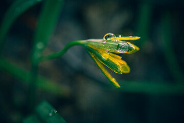 wild flowers