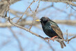 Close Up of a Common or European Starling Perched on a Tree Branch