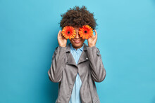 Pretty Young African American Woman Hides Eyes With Orange Gerbera Flowers Has Fun Smiles Pleasantly Dressed In Grey Stylish Jacket Poses Against Blue Background. Florist Going To Make Bouquet