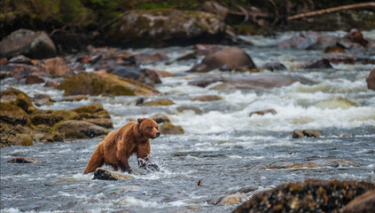 Wall Mural - A shot of a cute bear trying to drink water from the river