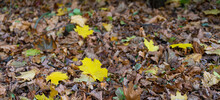 Background - Fallen Leaves Autumn