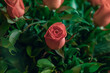 Photo pink rose with green petals