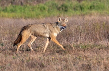 Coyote (Canis Latrans), A Presumable Natural Hybrid With Red Wolf (Canis Rufus) In A Wet Meadow, Galveston, Texas, USA.