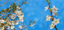 Spring Background With Cherry Flowers On A Background Of Blue Sky, Panorama