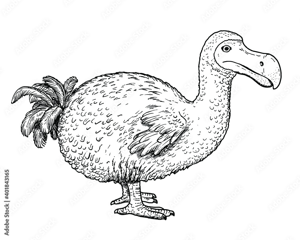 Drawing of Dodo dront - hand sketch of extinct bird Stock Vector ...