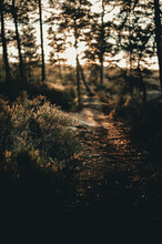 Hiking Trail In The Evening. Tyresta National Park. Sweden