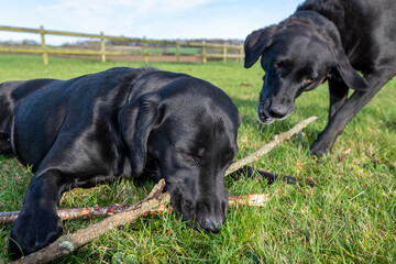 Portrait of a two black Labradors playing with a stick