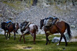 Three pack horses in during hiking
