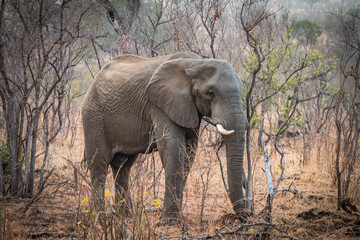 Wall Mural - elephant walking in the bushes, kruger national park, south africa