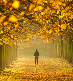 Fototapeta  - Woman walking in park under gold leaves trees in autumn