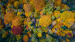 Aerial view of a forest with autumn colors