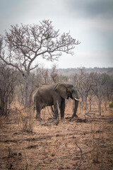 Wall Mural - elephant walking in the bushes, kruger national park, south africa
