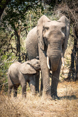 Wall Mural - african elephant in kruger park, mother with calf, baby elefant, south africa
