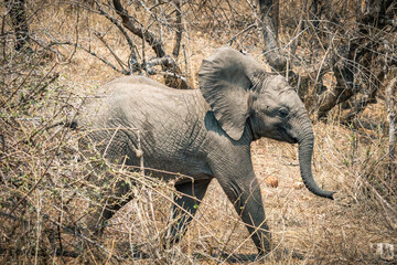 Wall Mural - african elephant walking, calf,  baby elefant, kruger national park