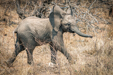 Wall Mural - african elefant, calf, kruger national park, south africa