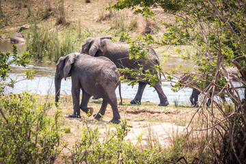 Wall Mural - african elephant family